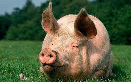 Pigs and Hogs photo 