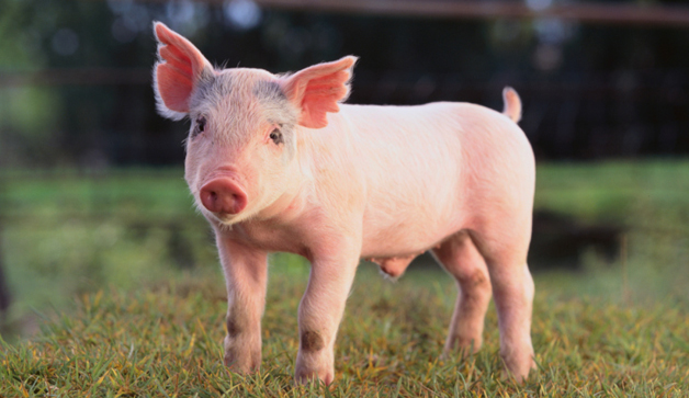 Pigs and Hogs wallpaper