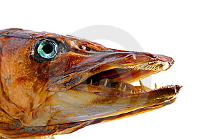 Pretty Pikehead