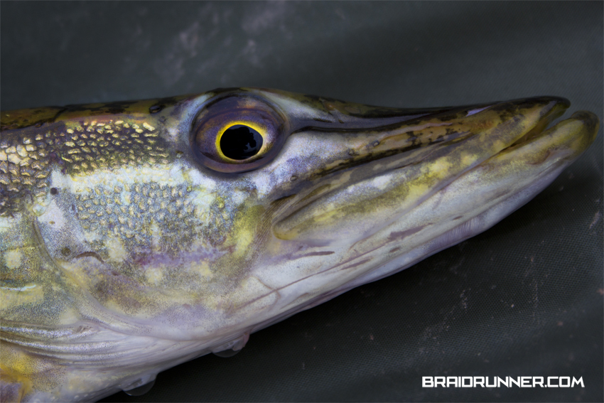 Pretty Pikehead