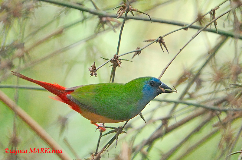Pretty Pin-tailed parrotfinch