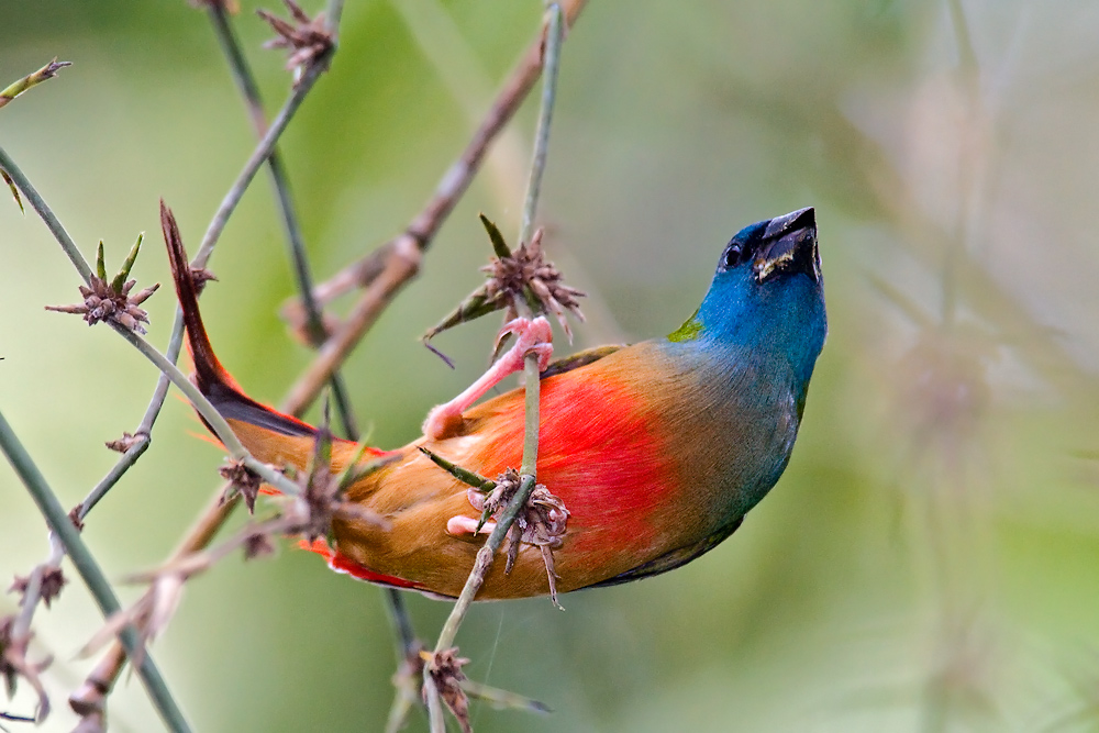 Pretty Pin-tailed parrotfinch