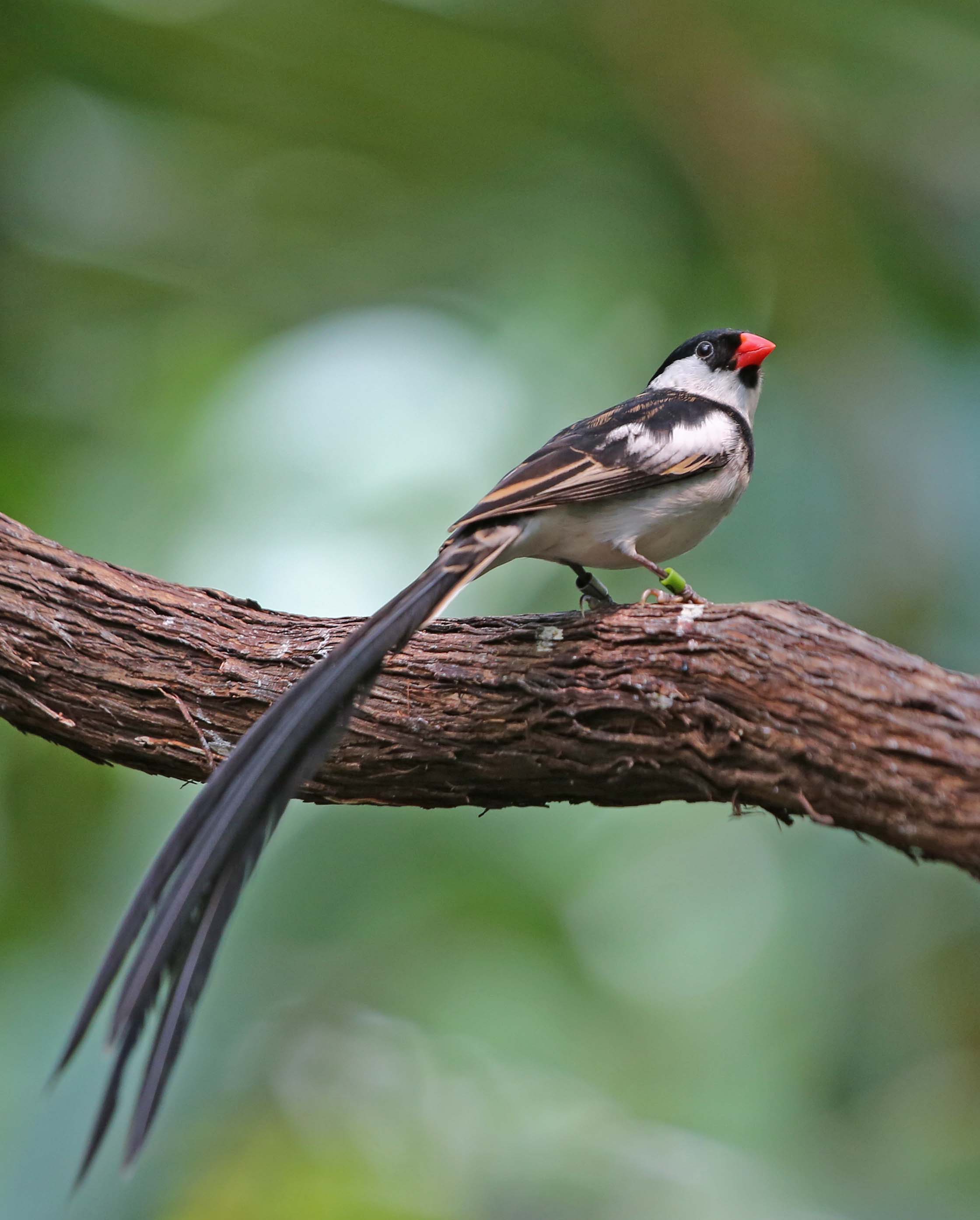 Pretty Pin-tailed whydah