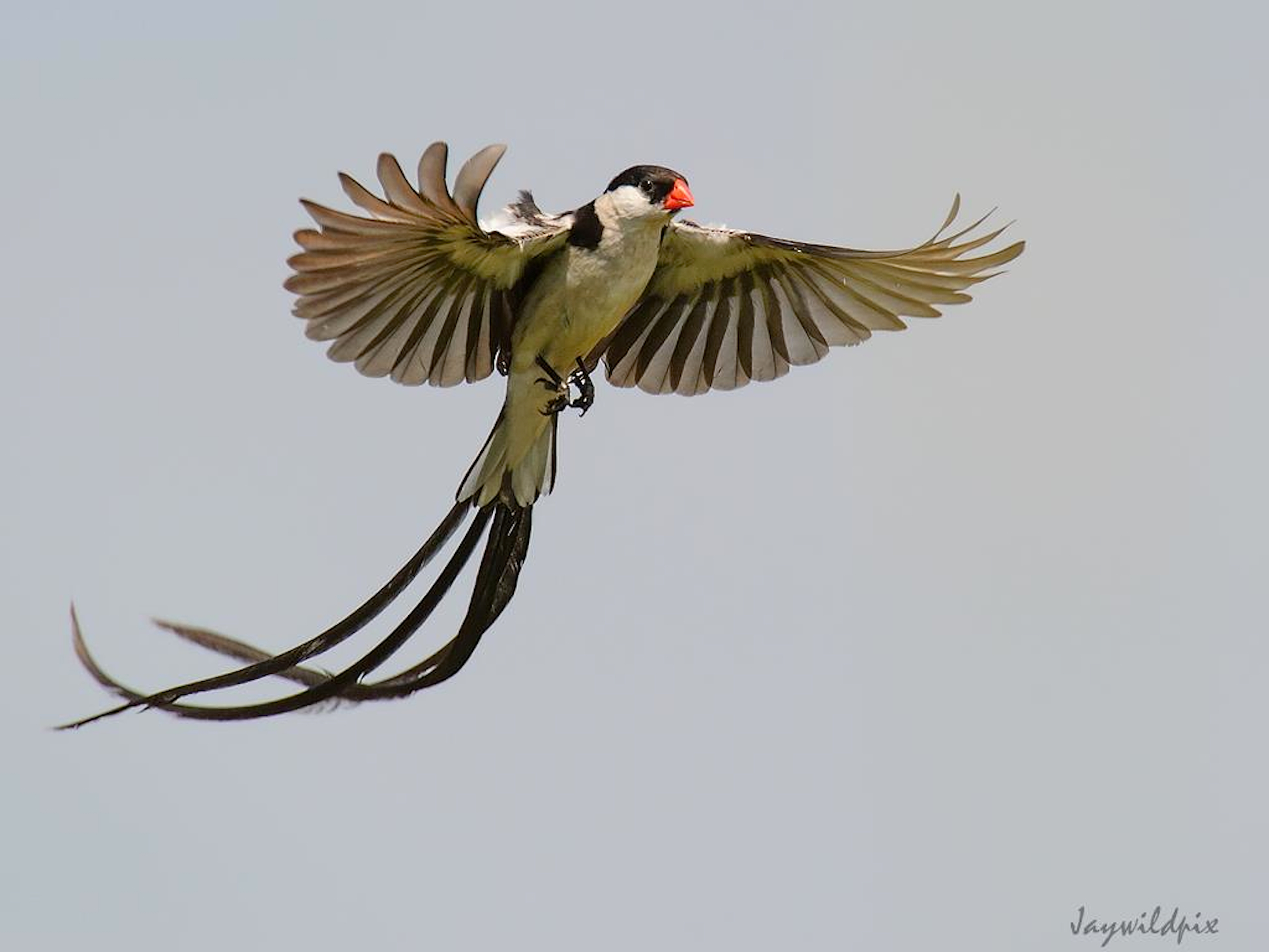 Pretty Pin-tailed whydah