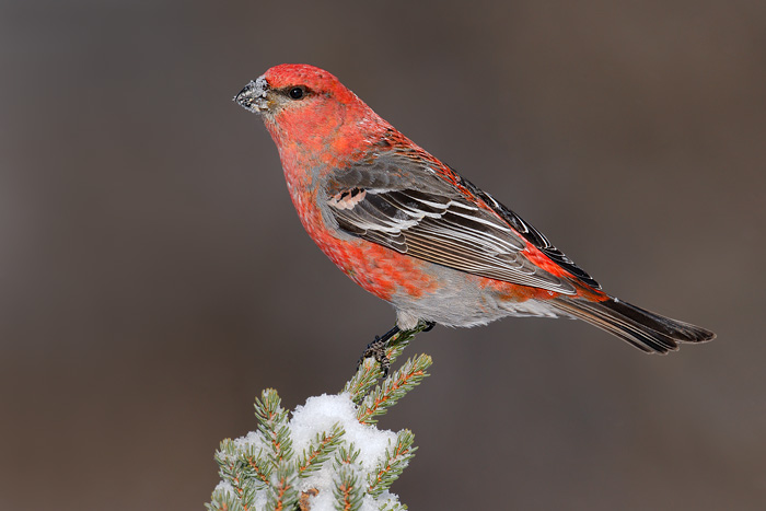 Pretty Pine grosbeak