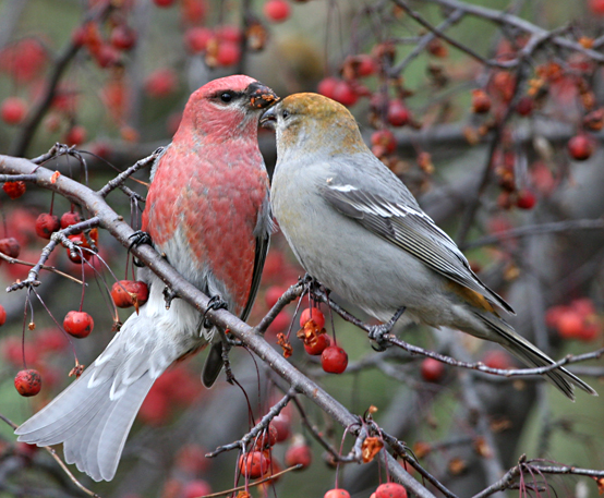 Pretty Pine grosbeak