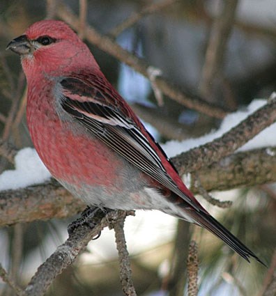 Pretty Pine grosbeak