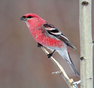 Pretty Pine grosbeak