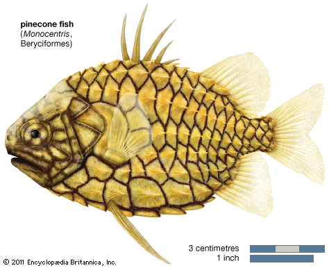 Pineconefish