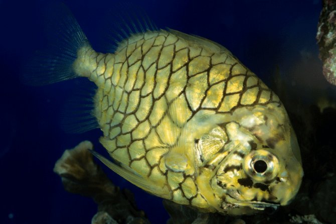 Pretty Pineconefish