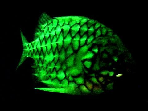 Pretty Pineconefish