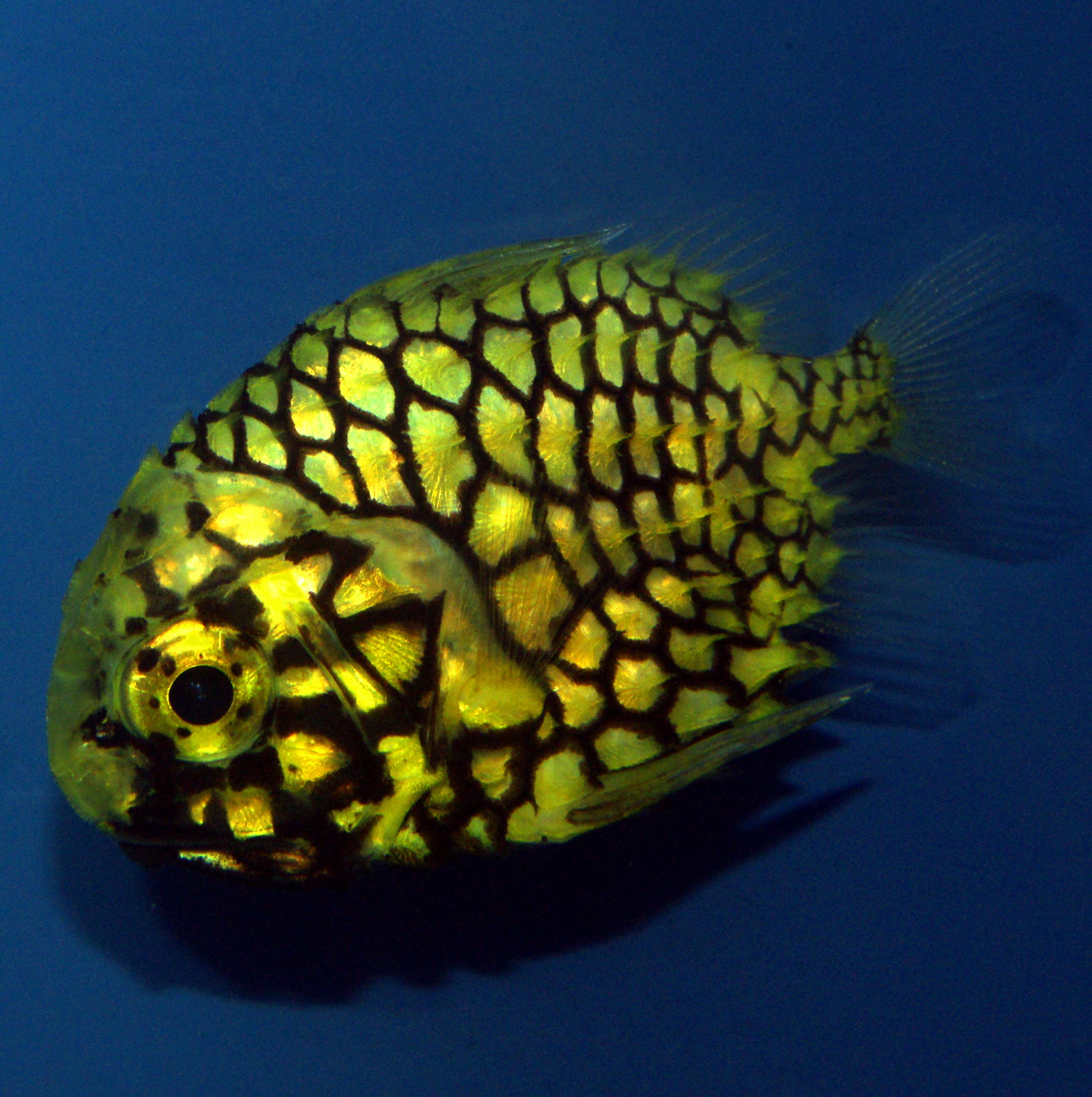 Pretty Pineconefish