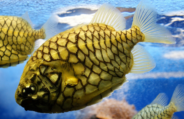 Pretty Pineconefish
