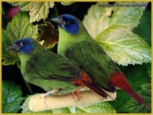 Pretty Pink-billed parrotfinch