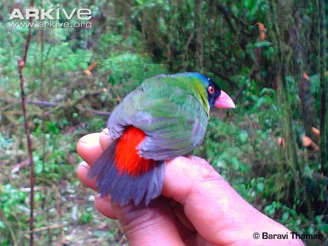 Pretty Pink-billed parrotfinch