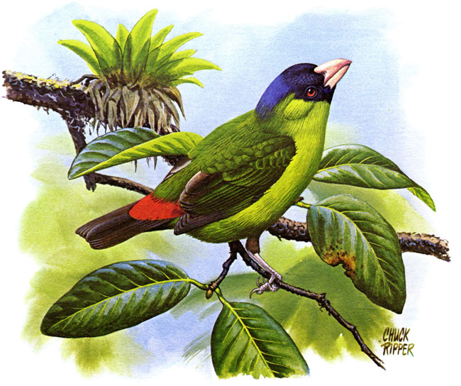 Pretty Pink-billed parrotfinch