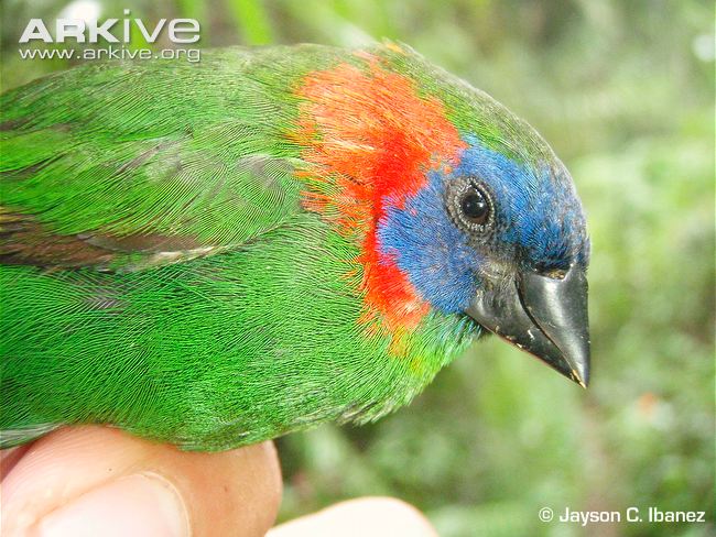 Pretty Pink-billed parrotfinch