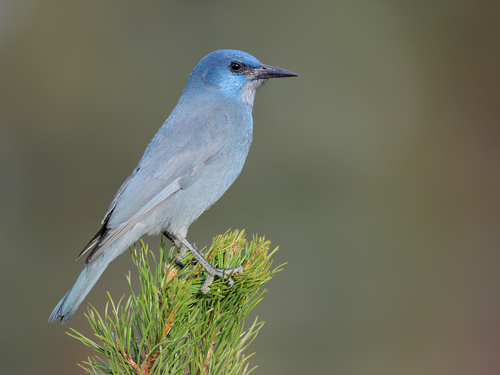 Pretty Pinyon jay