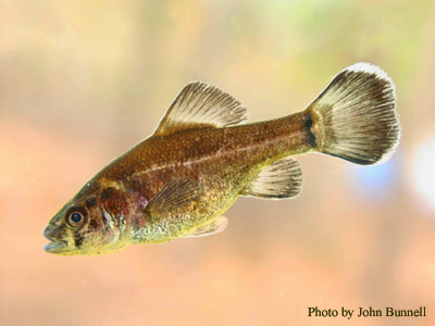 Pirate perch