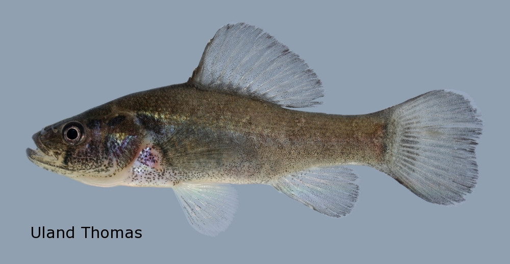 Pretty Pirate perch