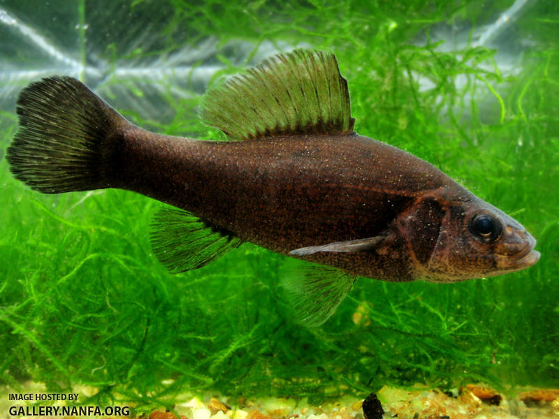 Pretty Pirate perch