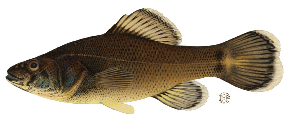 Pretty Pirate perch