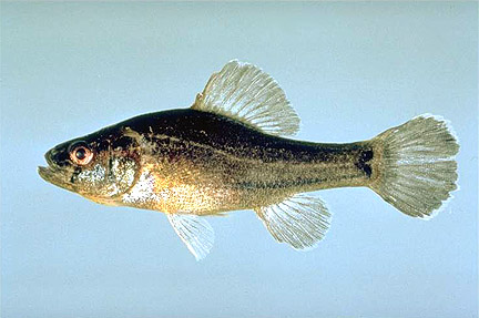 Pretty Pirate perch