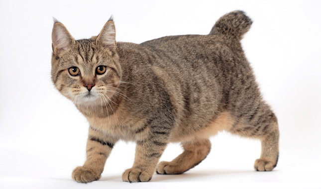 Cool Pixiebob - Cat Breed