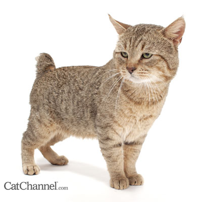 Pixiebob - Cat Breed photo 