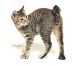 Pixiebob - Cat Breed wallpaper