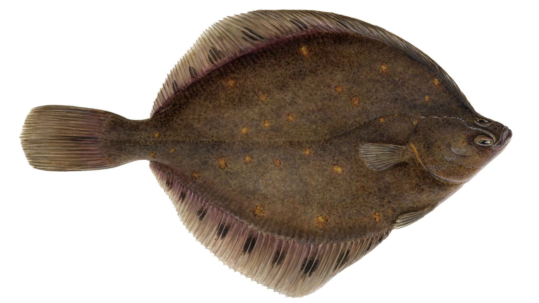 Plaice