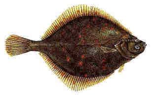 Pretty Plaice