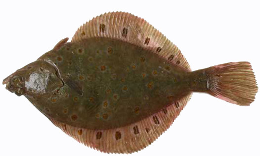 Pretty Plaice