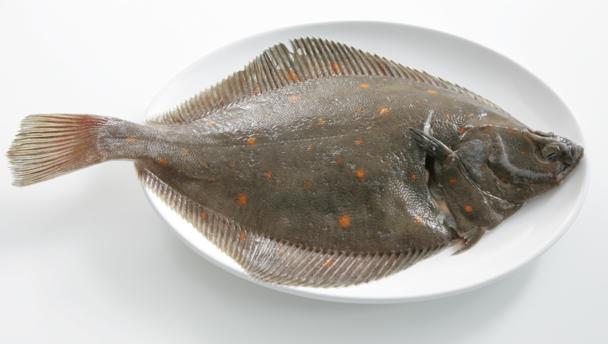 Pretty Plaice
