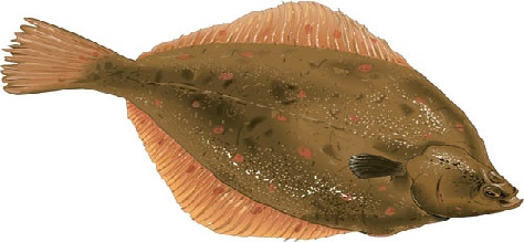 Pretty Plaice
