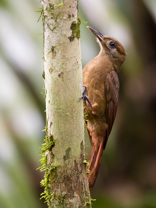 Plain-brown woodcreeper