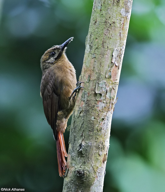 Pretty Plain-brown woodcreeper