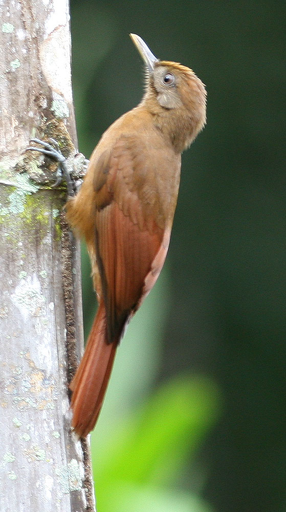 Pretty Plain-brown woodcreeper