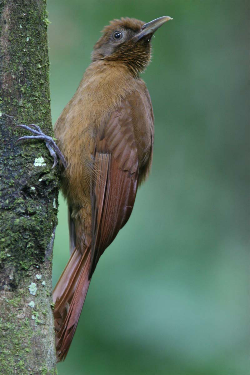 Pretty Plain-brown woodcreeper