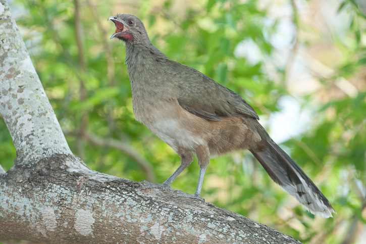 Pretty Plain chachalaca