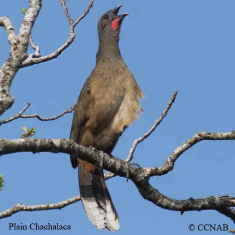 Pretty Plain chachalaca