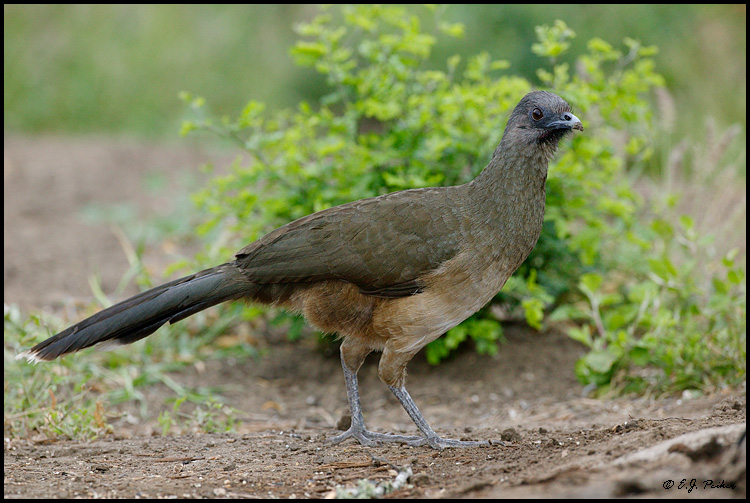Pretty Plain chachalaca