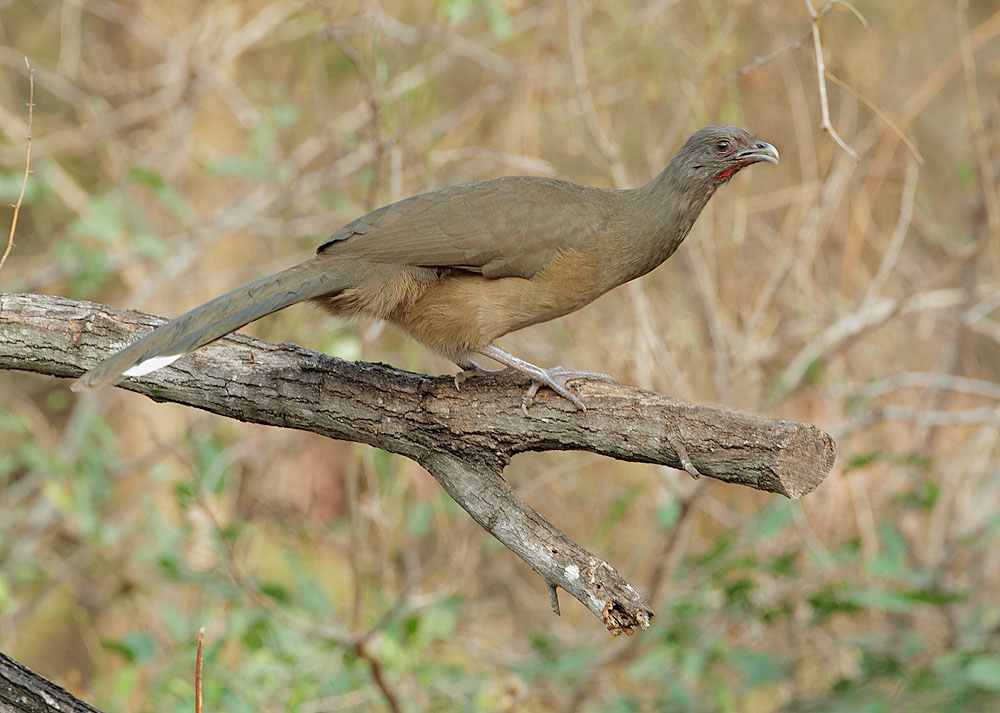 Pretty Plain chachalaca