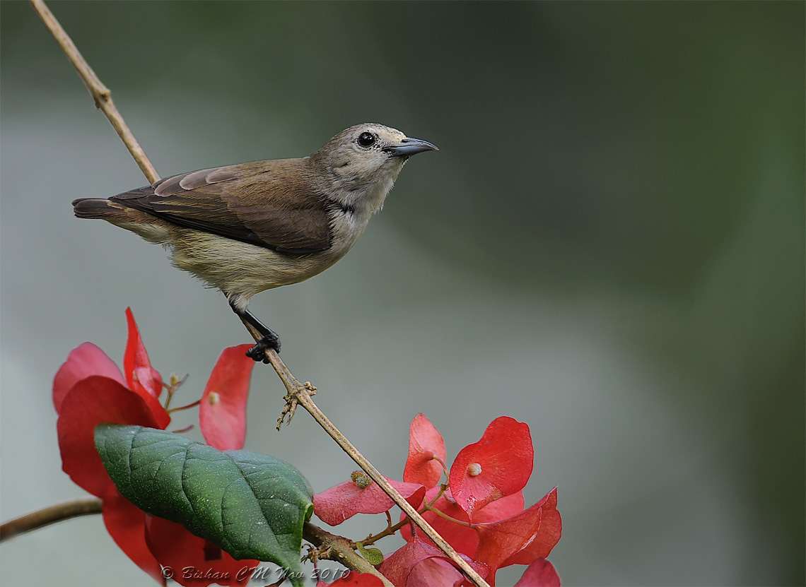 Plain flowerpecker