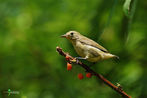 Pretty Plain flowerpecker