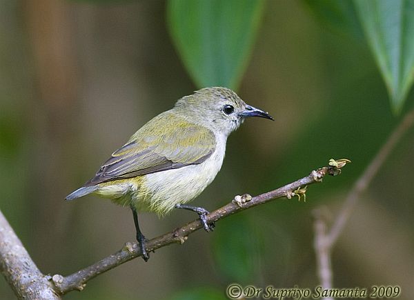 Pretty Plain flowerpecker
