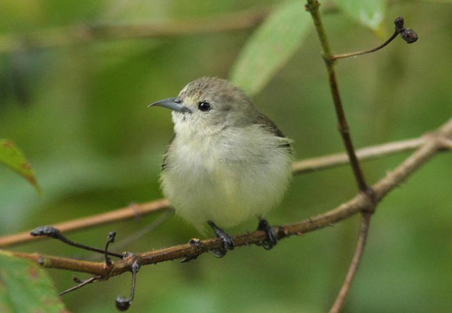 Pretty Plain flowerpecker