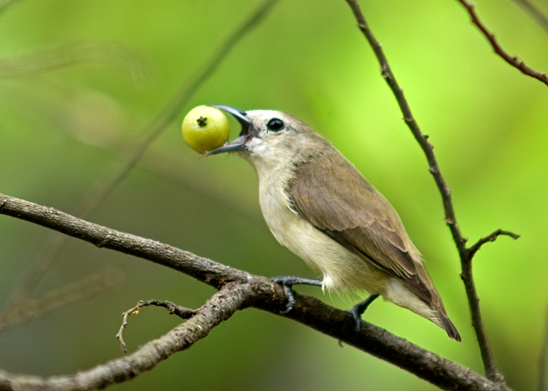Pretty Plain flowerpecker