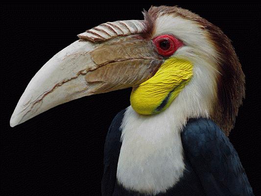 Plain-pouched hornbill