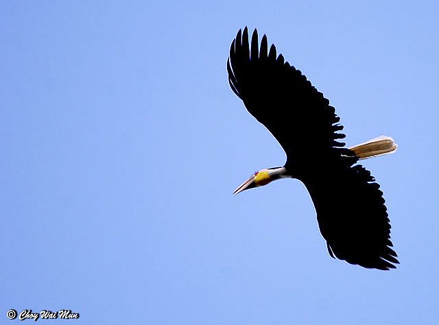 Pretty Plain-pouched hornbill